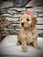 Arya, a female Miniature Goldendoodle for sale in Fredericksburg, OH – Photo 1 of 9