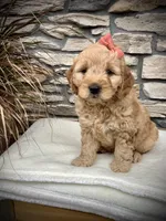 Arya, a female Miniature Goldendoodle for sale in Fredericksburg, OH – Photo 8 of 9