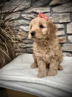 Arya, a female Miniature Goldendoodle for sale in Fredericksburg, OH – Photo 3 of 9