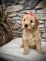 Arya, a female Miniature Goldendoodle for sale in Fredericksburg, OH – Photo 5 of 9