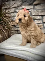 Arya, a female Miniature Goldendoodle for sale in Fredericksburg, OH – Photo 2 of 9