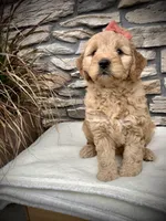 Arya, a female Miniature Goldendoodle for sale in Fredericksburg, OH – Photo 7 of 9