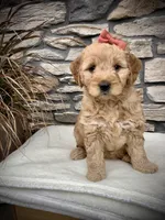 Arya, a female Miniature Goldendoodle for sale in Fredericksburg, OH – Photo 6 of 9