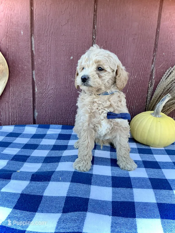 Scout – Miniature Goldendoodle puppy for sale in Fredericksburg, OH