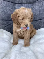 Bingo, a male Miniature Goldendoodle for sale in Fredericksburg, OH – Photo 2 of 10