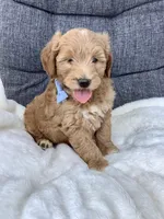Bingo, a male Miniature Goldendoodle for sale in Fredericksburg, OH – Photo 7 of 10