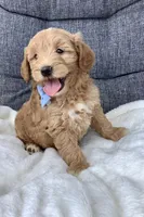 Bingo, a male Miniature Goldendoodle for sale in Fredericksburg, OH – Photo 1 of 10
