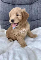 Bingo, a male Miniature Goldendoodle for sale in Fredericksburg, OH – Photo 6 of 10