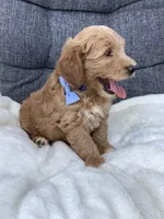 Bingo, a male Miniature Goldendoodle for sale in Fredericksburg, OH – Photo 9 of 10