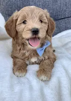 Bingo, a male Miniature Goldendoodle for sale in Fredericksburg, OH – Photo 4 of 10