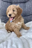 Bingo, a male Miniature Goldendoodle for sale in Fredericksburg, OH – Photo 8 of 10