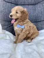 Bingo, a male Miniature Goldendoodle for sale in Fredericksburg, OH – Photo 10 of 10