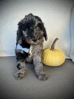Trevor , a male Miniature Goldendoodle for sale in Fredericksburg, OH – 2 of 10
