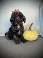 Patsy, a female Miniature Goldendoodle for sale in Fredericksburg, OH – 7 of 8