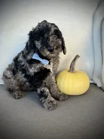 Trevor , a male Miniature Goldendoodle for sale in Fredericksburg, OH – 5 of 10