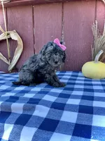 Izzy, a female Miniature Goldendoodle for sale in Fredericksburg, OH – 5 of 10