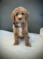 George, a male Miniature Goldendoodle for sale in Fredericksburg, OH – 3 of 10