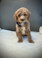 George, a male Miniature Goldendoodle for sale in Fredericksburg, OH – 8 of 10