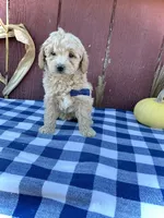Scout, a male Miniature Goldendoodle for sale in Fredericksburg, OH – 2 of 10