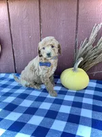 Teddy, a male Miniature Goldendoodle for sale in Fredericksburg, OH – 3 of 10