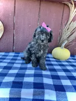 Izzy, a female Miniature Goldendoodle for sale in Fredericksburg, OH – 9 of 10
