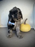 Trevor , a male Miniature Goldendoodle for sale in Fredericksburg, OH – 4 of 10