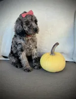 Lily, a female Miniature Goldendoodle for sale in Fredericksburg, OH – 2 of 9