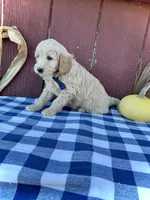 Phin, a male Miniature Goldendoodle for sale in Fredericksburg, OH – 10 of 10