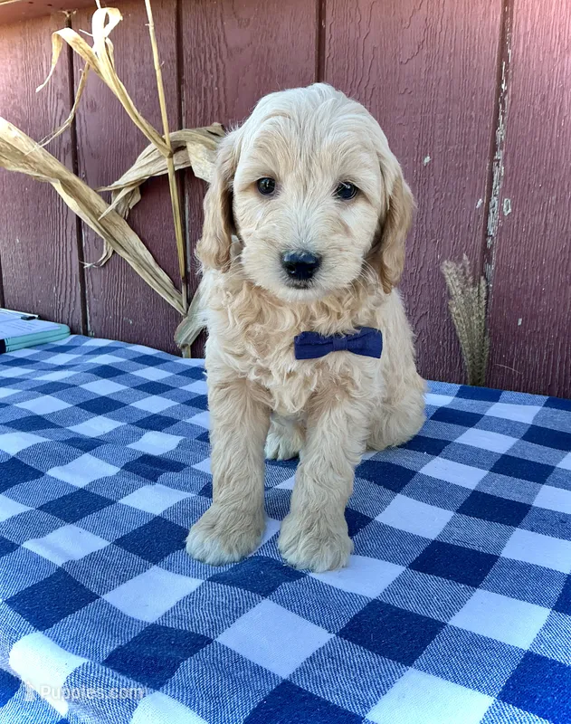 Phin – Miniature Goldendoodle puppy for sale in Fredericksburg, OH