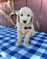 Phin, a male Miniature Goldendoodle for sale in Fredericksburg, OH – 1 of 10