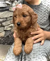 Violet, a female Miniature Goldendoodle for sale in Fredericksburg, OH – Photo 7 of 10