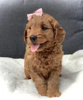Violet, a female Miniature Goldendoodle for sale in Fredericksburg, OH – Photo 2 of 10