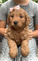 Violet, a female Miniature Goldendoodle for sale in Fredericksburg, OH – Photo 10 of 10