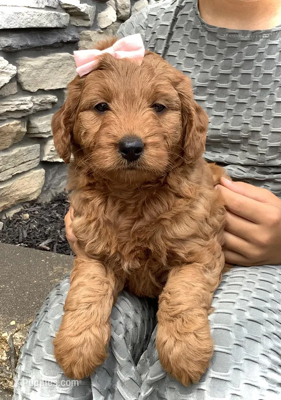 Violet, a female Miniature Goldendoodle for sale in Fredericksburg, OH – Photo 1 of 10