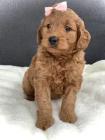 Violet, a female Miniature Goldendoodle for sale in Fredericksburg, OH – Photo 6 of 10