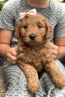 Violet, a female Miniature Goldendoodle for sale in Fredericksburg, OH – Photo 9 of 10