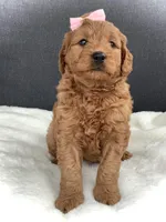 Violet, a female Miniature Goldendoodle for sale in Fredericksburg, OH – Photo 8 of 10