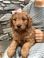 Violet, a female Miniature Goldendoodle for sale in Fredericksburg, OH – Photo 4 of 10