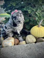 Zoey, a female Miniature Goldendoodle for sale in Fredericksburg, OH – 6 of 9
