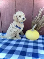 Scout, a male Miniature Goldendoodle for sale in Fredericksburg, OH – 6 of 10