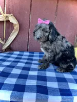 Daisy, a female Miniature Goldendoodle for sale in Fredericksburg, OH – 8 of 10