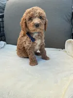 George, a male Miniature Goldendoodle for sale in Fredericksburg, OH – 6 of 10
