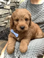 Mario, a male Miniature Goldendoodle for sale in Fredericksburg, OH – Photo 1 of 10