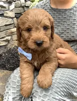 Mario, a male Miniature Goldendoodle for sale in Fredericksburg, OH – Photo 8 of 10