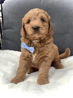 Mario, a male Miniature Goldendoodle for sale in Fredericksburg, OH – Photo 7 of 10
