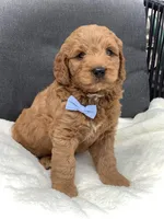 Mario, a male Miniature Goldendoodle for sale in Fredericksburg, OH – Photo 9 of 10