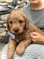 Mario, a male Miniature Goldendoodle for sale in Fredericksburg, OH – Photo 10 of 10