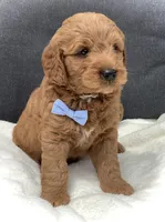Mario, a male Miniature Goldendoodle for sale in Fredericksburg, OH – Photo 4 of 10