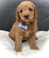 Mario, a male Miniature Goldendoodle for sale in Fredericksburg, OH – Photo 5 of 10