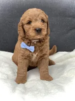 Mario, a male Miniature Goldendoodle for sale in Fredericksburg, OH – Photo 6 of 10